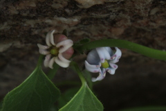 Diplolepis geminiflora