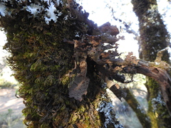 Lobaria