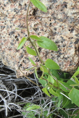 Diplolepis geminiflora