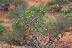 Eremophila freelingii