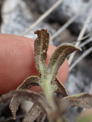 Puccinia