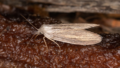 Prionopterina grammatistis