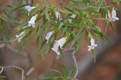 Eremophila freelingii