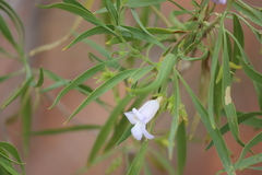 Eremophila freelingii