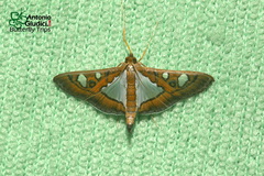 Glyphodes bivitralis