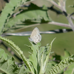 Leptotes marina