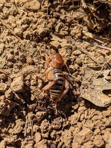 iNaturalist observation photo of North American Jerusalem Crickets
