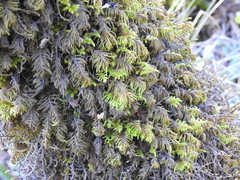 Dendroalsia abietina