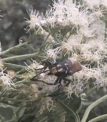 Sphex habenus