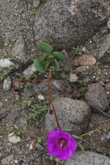 Cistanthe grandiflora