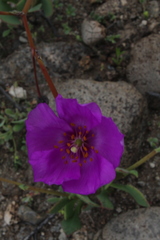 Cistanthe grandiflora