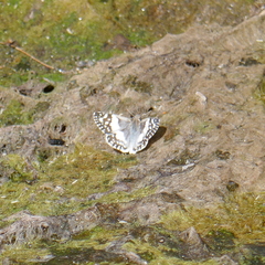 Heliopetes domicella