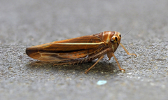 Idiodonus kennicotti