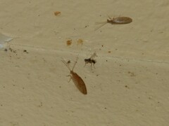 Brachycera
