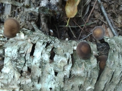 Agrocybe firma