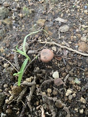 Russulaceae