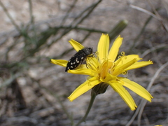 Acmaeodera idahoensis