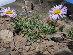 Erigeron ursinus