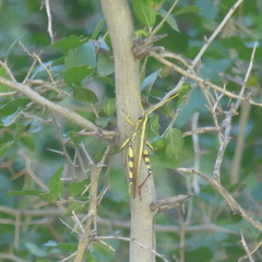 Schistocerca albolineata