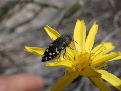 Acmaeodera idahoensis