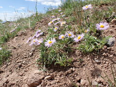 Erigeron ursinus
