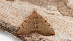 Chrysolarentia mecynata