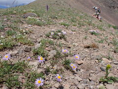 Erigeron ursinus