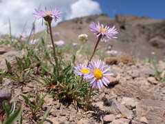Erigeron ursinus