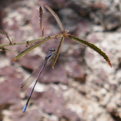 Argia hinei