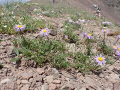 Erigeron ursinus