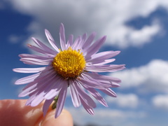Erigeron ursinus
