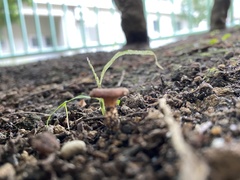 Russulaceae