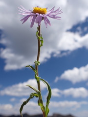 Erigeron ursinus