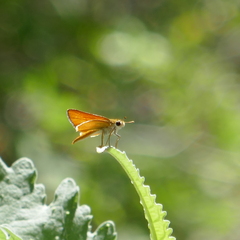 Copaeodes aurantiaca