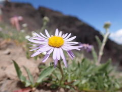 Erigeron ursinus