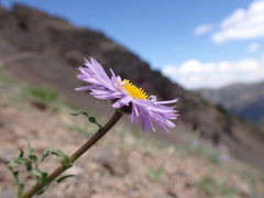 Erigeron ursinus