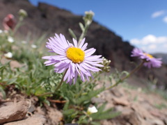 Erigeron ursinus