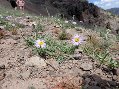 Erigeron ursinus