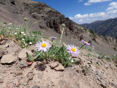 Erigeron ursinus