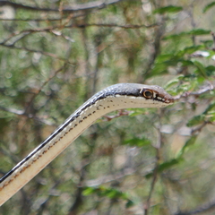 Masticophis bilineatus