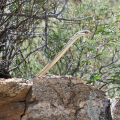 Masticophis bilineatus