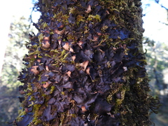 Peltigera collina
