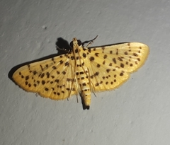 Conogethes
