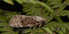 Etanna clopaea