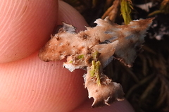 Peltigera collina