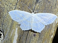Scopula junctaria