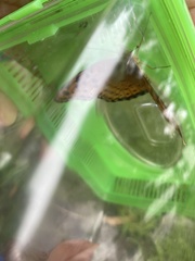 Argynnis hyperbius hyperbius