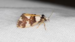 Philenora aspectalella