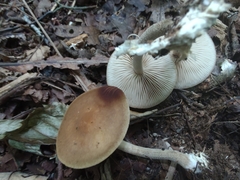 Agrocybe firma