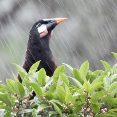 Psarocolius montezuma